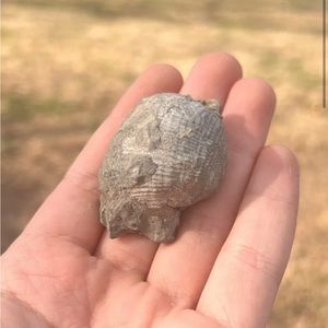 Oklahoma Fossil Brachiopod Linoproductus Devonian Age #401205